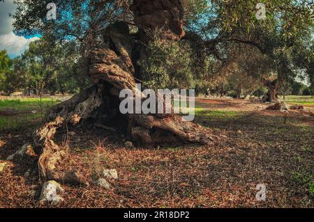 Verdrehte Wurzeln eines alten Olivenbaums. Alter Olivengarten Stockfoto