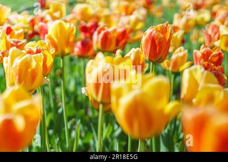 darwin Hybriden Tulpen Schönheit von apeldoorn Stockfoto