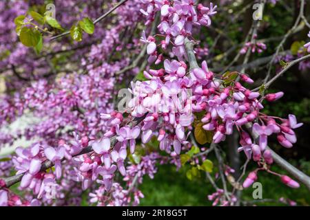 Wunderschöner rosafarbener Cercis Siliquastrum Baum blüht im Park an sonnigen Tagen. Cercis siliquastrum, allgemein bekannt als Judas-Baum oder Judas-Baum. Tschechische Repu Stockfoto