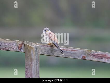 Ein klares Bild eines wunderschönen männlichen Kestrels ( Falco tinnunculus), der auf einem Pfosten und einem Zaun sitzt und die Wiese für mögliche Snacks überwacht. Suffolk, Großbritannien. Stockfoto