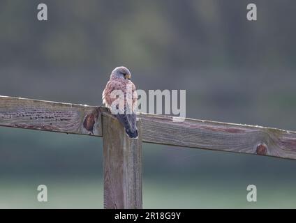 Ein klares Bild eines wunderschönen männlichen Kestrels ( Falco tinnunculus), der auf einem Pfosten und einem Zaun sitzt und die Wiese für mögliche Snacks überwacht. Suffolk, Großbritannien. Stockfoto