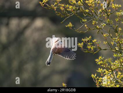 Ein männlicher Kestrel ( Falco tinnunculus), gefangen in der Luft, während er in einem Rowan-Baum in einem Landgarten vor einem Waldhintergrund landet. Suffolk, Großbritannien. Stockfoto