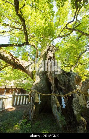 Oyamazumi-Schrein des Shimanami Kaido Stockfoto