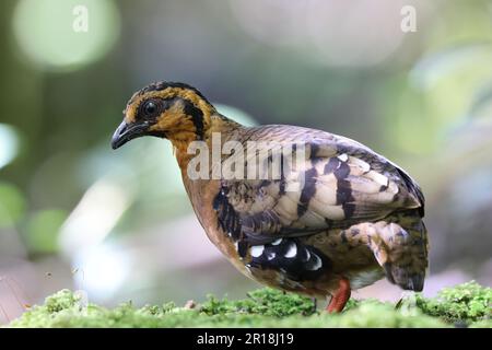 Rebhuhn mit Kastanienhalskette oder Rebhuhn (Tropicoperdix graydoni) in Sabah, Nord-Borneo Stockfoto