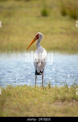 Gelbschnabelstorch steht am Flussufer und blickt zurück Stockfoto