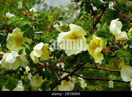 Eine Nahaufnahme von rosa-Xanthin-Blumen, die auf einem Ast wachsen. Stockfoto