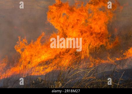 Akiyoshidai hat die Verbrennung von Bergen kontrolliert Stockfoto