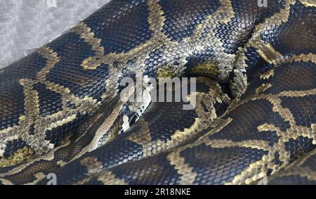 Dunkler Tigerpython / Burmesischer Python / Python molurus bivittatus Stockfoto