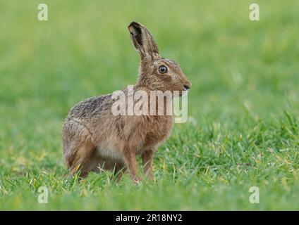 Ein großer, gesunder Brauner Hase, der seitlich zur Kamera sitzt und Details seines orangefarbenen Auges, großer Ohren und meliertem braunen Pelz zeigt - Suffolk, Großbritannien Stockfoto