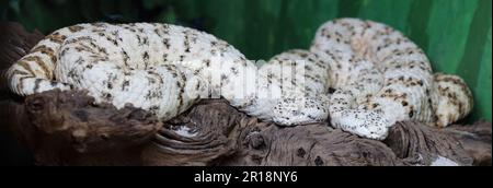 Gefleckte Klapperschlange / gesprenkelte Klapperschlange oder Mitchells Klapperschlange / Crotalus mitchellii pyrrhus Stockfoto