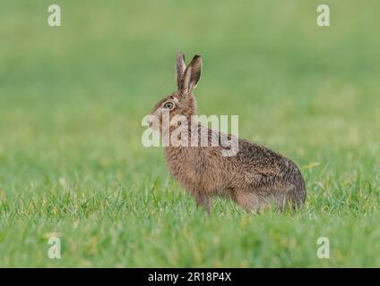 Ein großer, gesunder Brauner Hase, der seitlich zur Kamera sitzt und Details seines orangefarbenen Auges, großer Ohren und meliertem braunen Pelz zeigt - Suffolk, Großbritannien Stockfoto