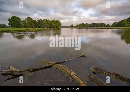 Verrottende Baumstämme liegen in ruhigen Gewässern an einem wolkigen Maimorgen Stockfoto