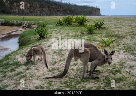 Kängurus füttern am Pebbly Beach, Murramarang National Park, New South Wales, Australien Stockfoto