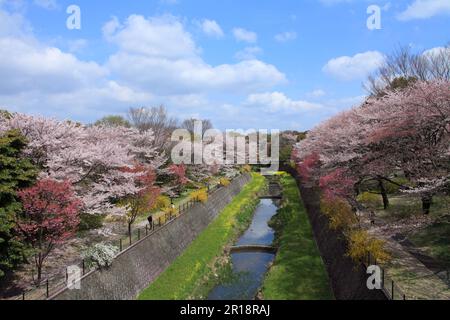 Kirschbäume im Showa Memorial Park Stockfoto