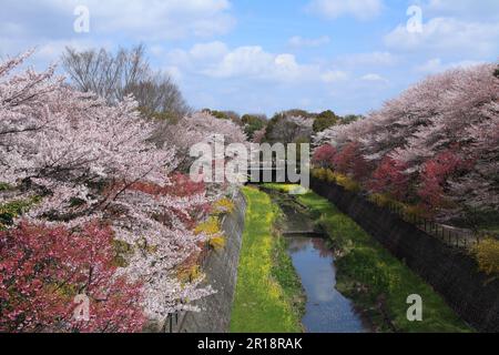 Kirschbäume im Showa Memorial Park Stockfoto