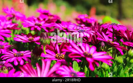 Schönes Blumenbeet von Osteospermum spp Soprano, lila, afrikanische Daisy Stockfoto