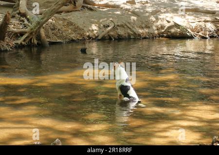 Der Hund badet in einem See Stockfoto