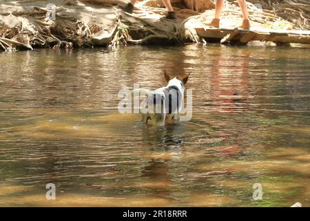 Der Hund badet in einem See Stockfoto