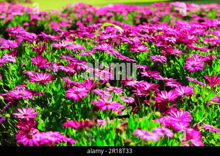 Schönes Blumenbeet von Osteospermum spp Soprano, lila, afrikanische Daisy Stockfoto