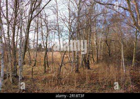 Schilflandschaft am Bodden bei Greifswald in Mecklenburg-Vorpommern Stockfoto