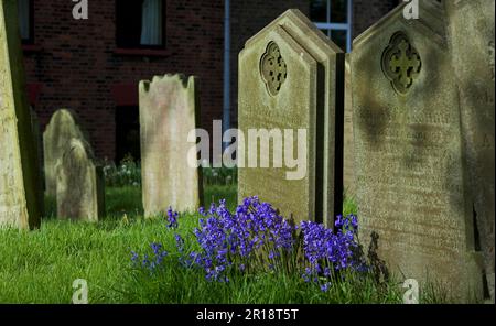 Grabsteine und Bluebells im Friedhof der All Saints Church im Dorf Easington, East Yorkshire, England Stockfoto