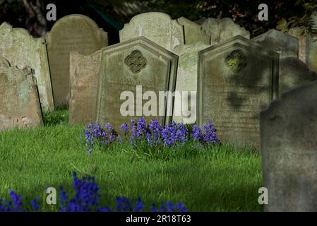 Grabsteine und Bluebells im Friedhof der All Saints Church im Dorf Easington, East Yorkshire, England Stockfoto