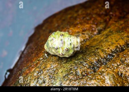 Nahaufnahme einer Stramonita-Haemastoma-Hülle Stockfoto