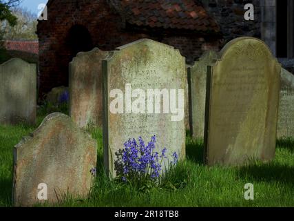 Grabsteine und Bluebells im Friedhof der All Saints Church im Dorf Easington, East Yorkshire, England Stockfoto