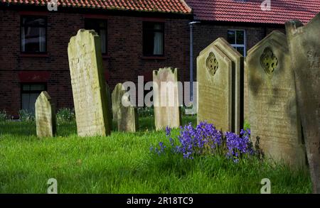 Grabsteine und Bluebells im Friedhof der All Saints Church im Dorf Easington, East Yorkshire, England Stockfoto