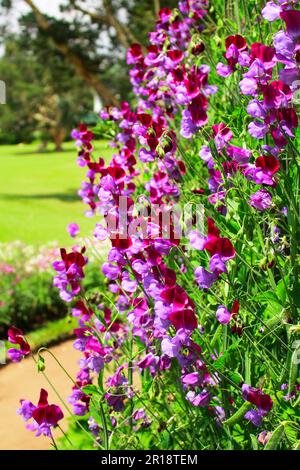 Bunte Süßerbsen (Lathyrus odoratus) im natürlichen Hintergrund Stockfoto