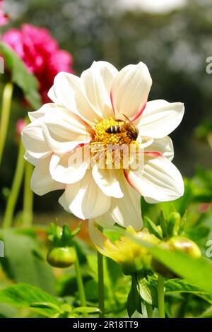 Honigbiene sammelt Pollen von einer wunderschönen weißen Dahlienblume Stockfoto