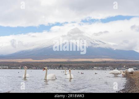 Mt. fuji am Morgen am yamanaka-See mit Schwan, Yamanakako, Japan. Stockfoto