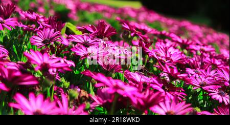 Schönes Blumenbeet von Osteospermum spp Soprano, lila, afrikanische Daisy Stockfoto