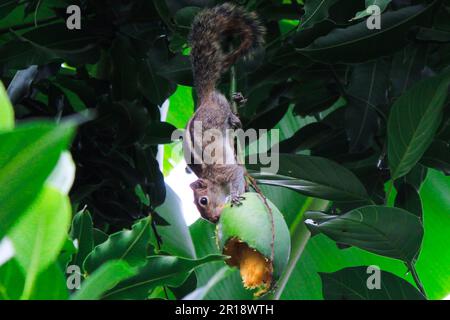 Süßes Palmenhörnchen, das eine Mango isst, die in einem Mangobaum hängt Stockfoto