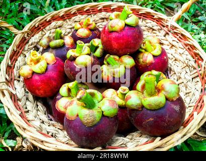 Frische Mangostanfrüchte in einem gewebten Korb aus Zuckerrohr. Grüner Grashintergrund Stockfoto