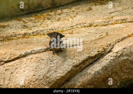 Copsychus saularis auf dem Boden Stockfoto