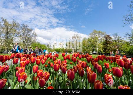 Sofia, Bulgarien. Mai 2023. Rote Tulpen im St. Kl. Ohridski-Gärten mit den Kuppeln der Alexander-Newski-Kathedrale im Hintergrund Stockfoto