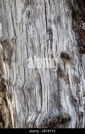 Struktur des Baumes ohne Rinde Stockfoto