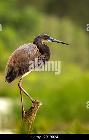 Dreifarbiger Juvenile Reiher hoch oben auf einem Stumpf, selektiver Fokus Stockfoto