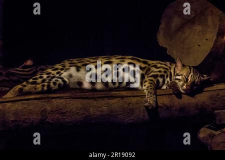 Prionailurus bengalensis im Zoo schläft. Stockfoto