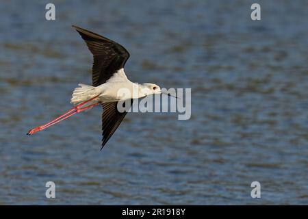 Ein Bild eines Black-Winged Stilt mitten im Flug gegen einen wunderschönen Ozean Stockfoto