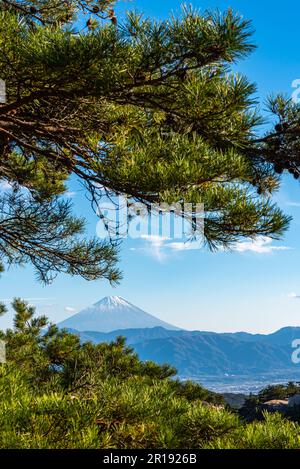 Berg Fuji, Kiefernwälder im Vordergrund, blauer Himmel und weiße Wolken im Hintergrund. Shosenkyo-Beobachtungsstation, Kofu, Präfektur Yamanashi, Japan Stockfoto