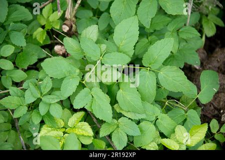 Blätter von rosa grou Blätter von Ground Elder (Aegopodium podagraria) ein sehr invasives Gartenkraut, das von Rhizomen, die im Boden zersplittert sind, Berkshire, Octob, verbreitet wird Stockfoto