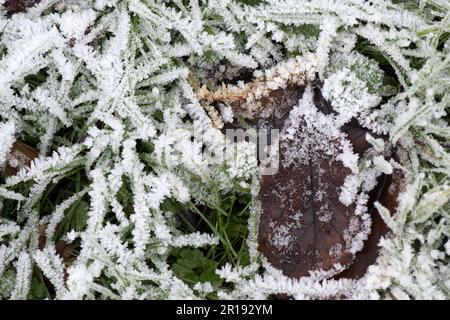 Weiße Reife aus gefrorenem Eis Kristalle aus Heidenfrost auf Grasweide mit einigen Herbstblättern am frühen Morgen im tiefen Winter, Berkshire, Dezember Stockfoto