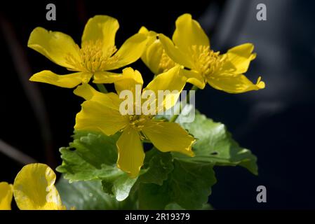 Gelbe Blüten aus Marshmarsch-Marigold oder Königsbeere (Caltha palustris) mit grünen Blättern vor dunklem Hintergrund, Berkshire, April Stockfoto