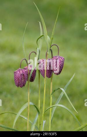 Schlangenkopf-Fritillar (Fritillaria meleagris) Blütenköpfe glockenförmiger Schachblüten auf langen Stängeln mit schmalen Blättern, Berkshire, AP Stockfoto