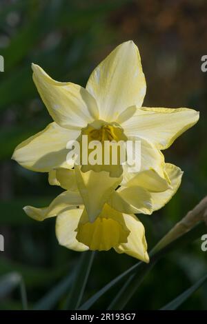 Narcissus jonquilla „Pipit“ Zitronenblumen mit einer blasseren, fast weißen Mitte oder Corona in diesem Frühlingsgarten Narzissen, Berkshire, April Stockfoto