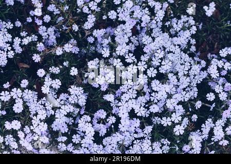 Wunderschöne Blumen Phlox subulata im Garten. Smaragdblaues Kissen. Lila Lavendel. Stockfoto