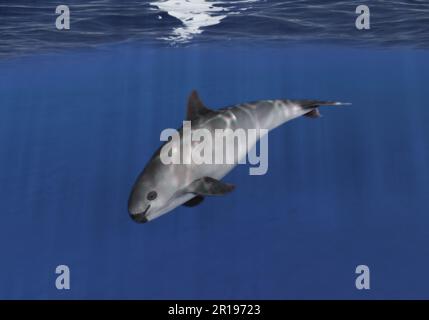 Eine einsame Vaquita, Phocoena Sinus, auf dem offenen Meer. Einer der letzten seiner Art. Stockfoto