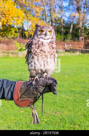Greifvögel (Eurasische Adlereule) Erlebnis in Kent, England Stockfoto